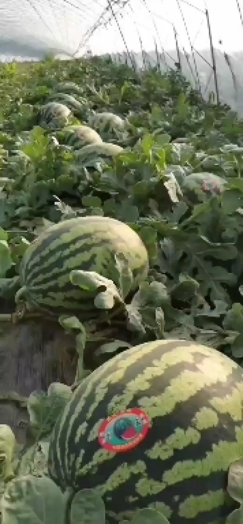辽宁甜王大量上市红瓤黑籽精品瓜东北地区昼夜温差大含糖量高