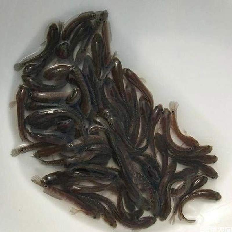 七星鱼鱼苗大量有货常年供应包邮包活到家欢迎全国老板采购