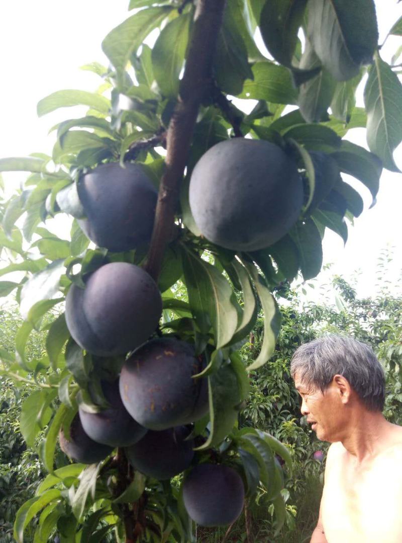 现货河南南阳黑宝石黑总统黑琥珀大量上市代收代