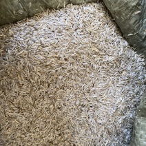 生菜籽货干货品质量保证批发各种中药材