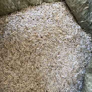生菜籽货干货品质量保证批发各种中药材