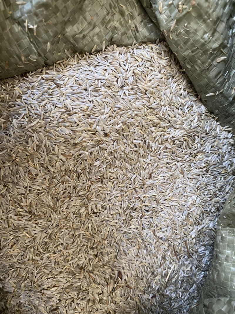 生菜籽货干货品质量保证批发各种中药材