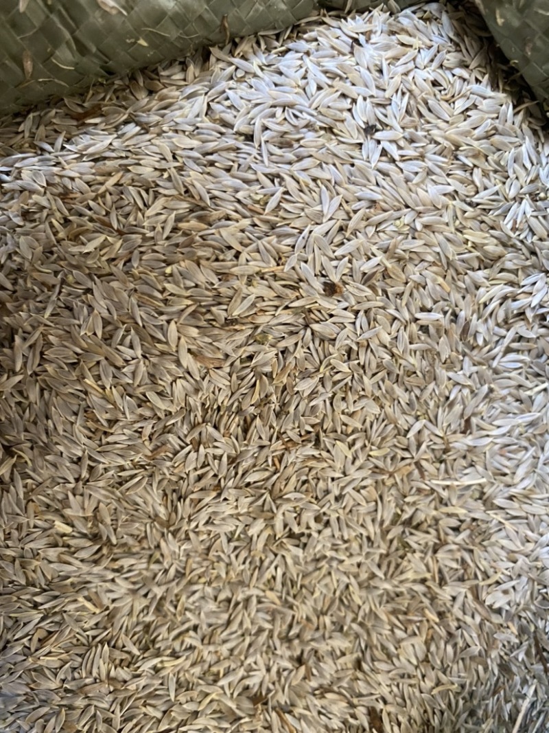 生菜籽货干货品质量保证批发各种中药材