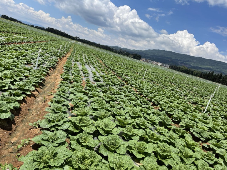 小葱田间生长图
