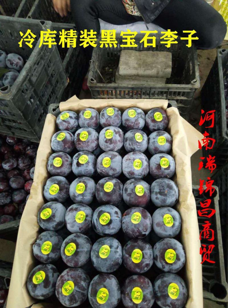 现货河南南阳黑宝石黑总统黑琥珀大量上市代收代