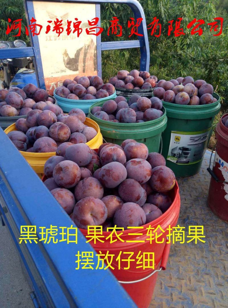 现货河南南阳黑宝石黑总统黑琥珀大量上市代收代