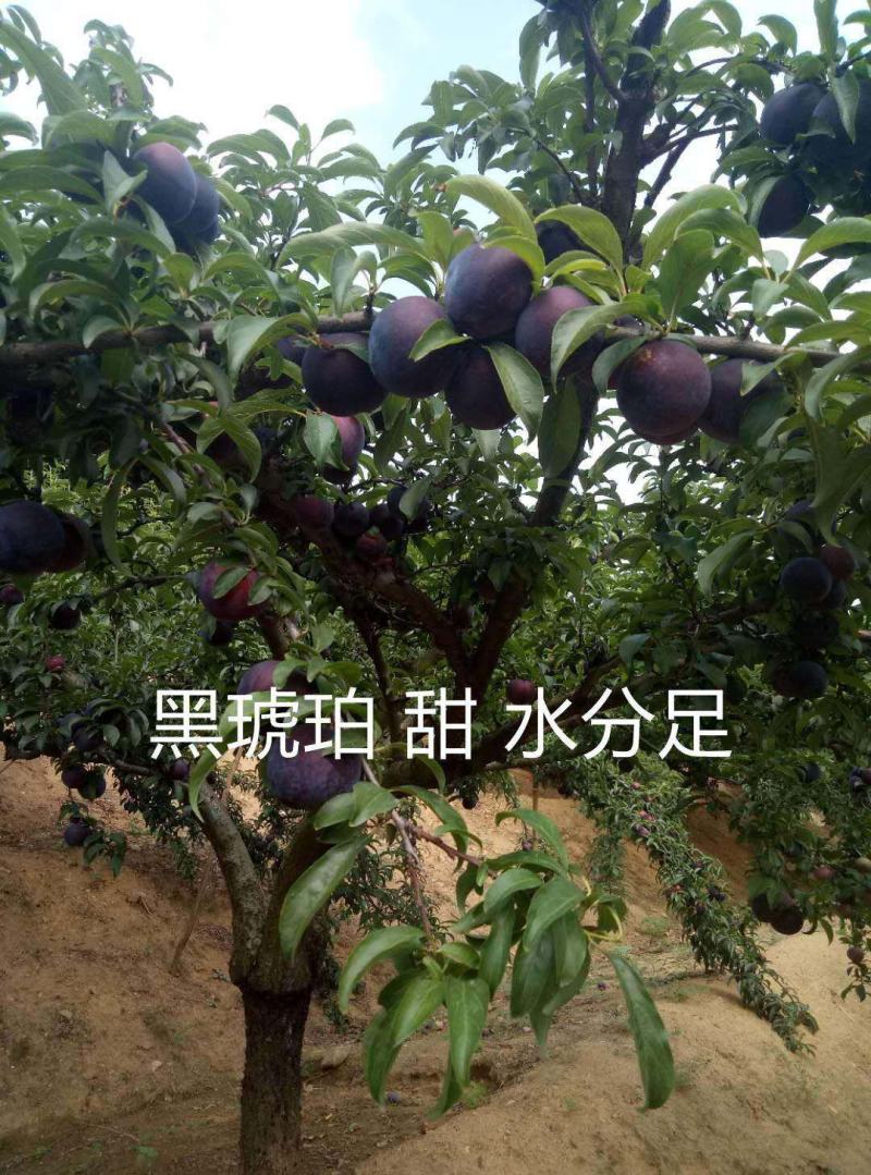 现货河南南阳黑宝石黑总统黑琥珀大量上市代收代