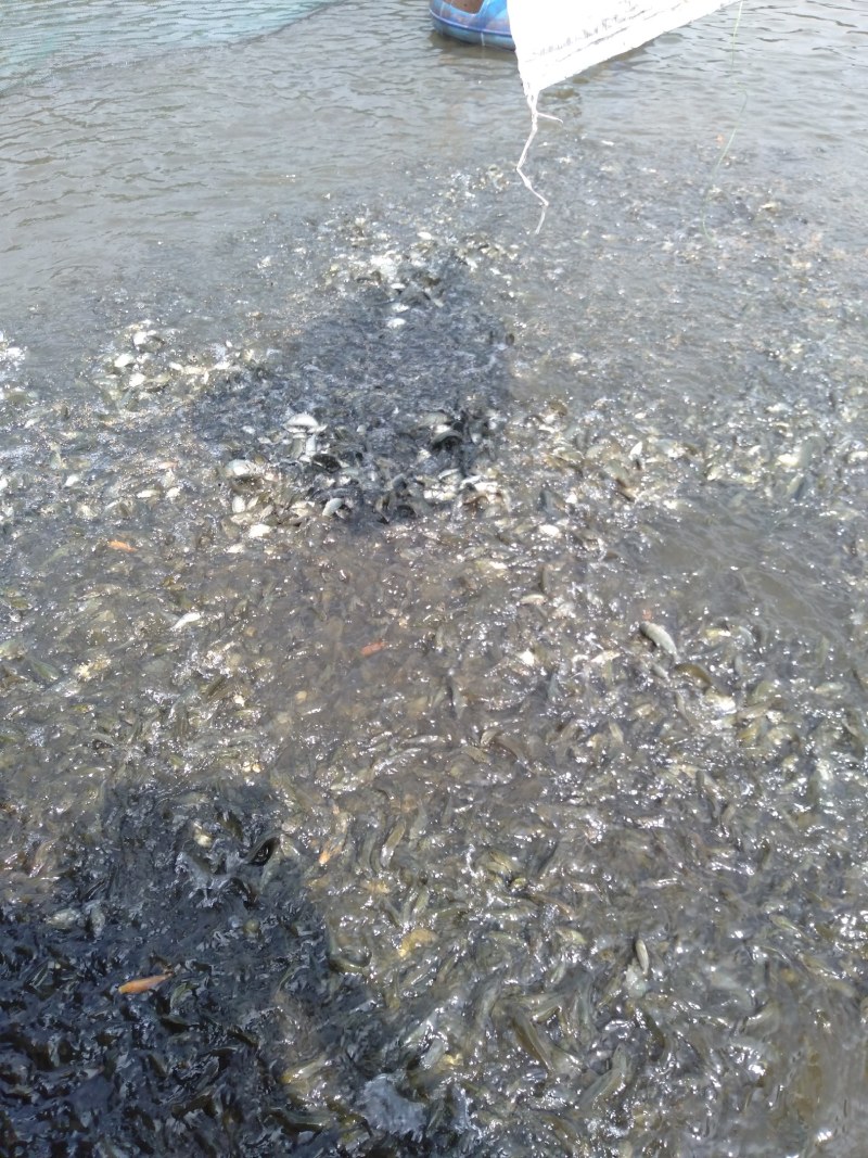 鲤鱼苗
