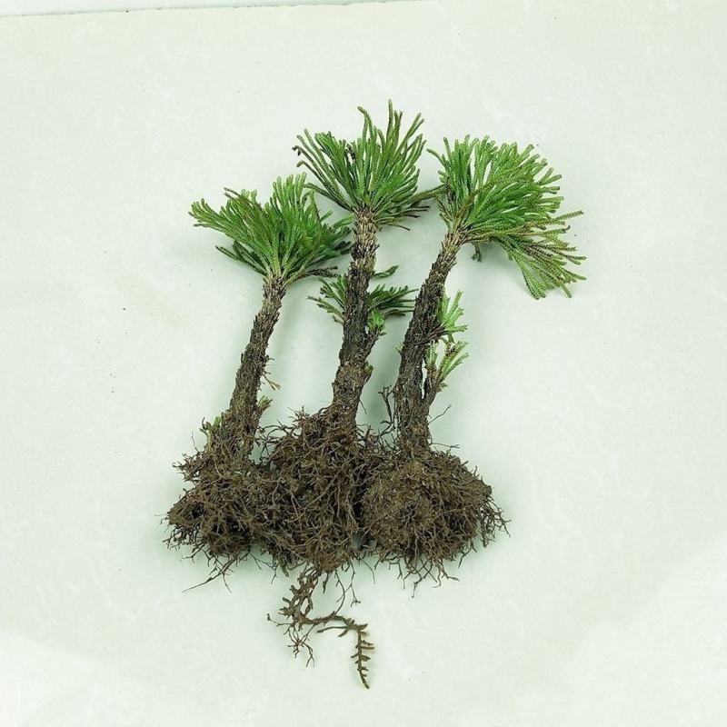 精品野生卷柏九死还魂草盆栽绿植造景盆景吸甲醛花卉造景假山