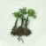 精品野生卷柏九死还魂草盆栽绿植造景盆景吸甲醛花卉造景假山