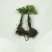 精品野生卷柏九死还魂草盆栽绿植造景盆景吸甲醛花卉造景假山