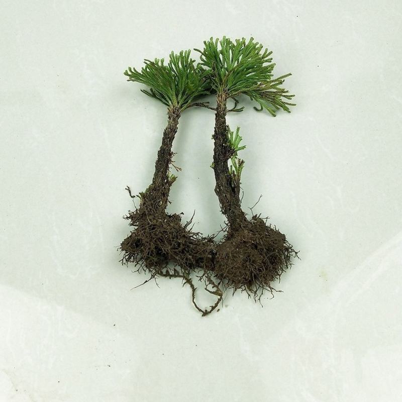 精品野生卷柏九死还魂草盆栽绿植造景盆景吸甲醛花卉造景假山