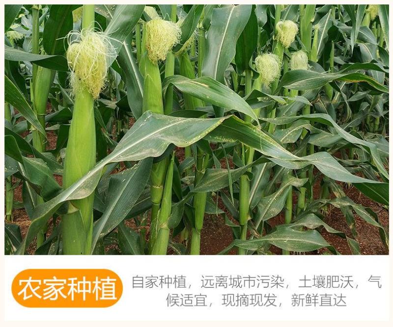 生态种植新鲜水果甜玉米笋现摘迷你小玉米带壳食材包邮。