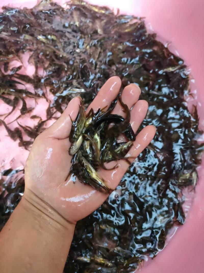 全雄黄骨鱼多种品类供应大量有货常年供应欢迎全国老板