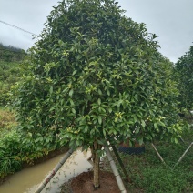 容器桂花，断根桂花，四季桂容器苗，断根苗