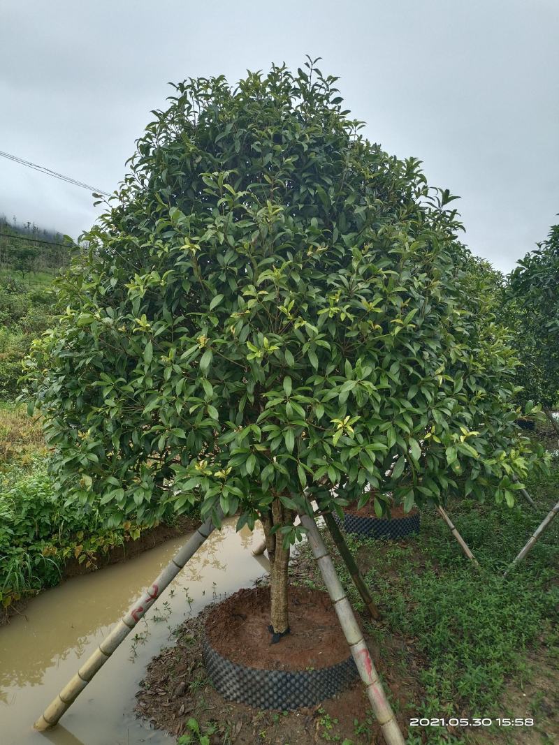 容器桂花，断根桂花，四季桂容器苗，断根苗
