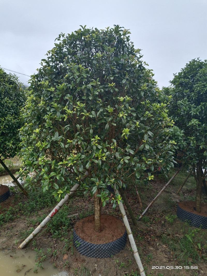 容器桂花，断根桂花，四季桂容器苗，断根苗