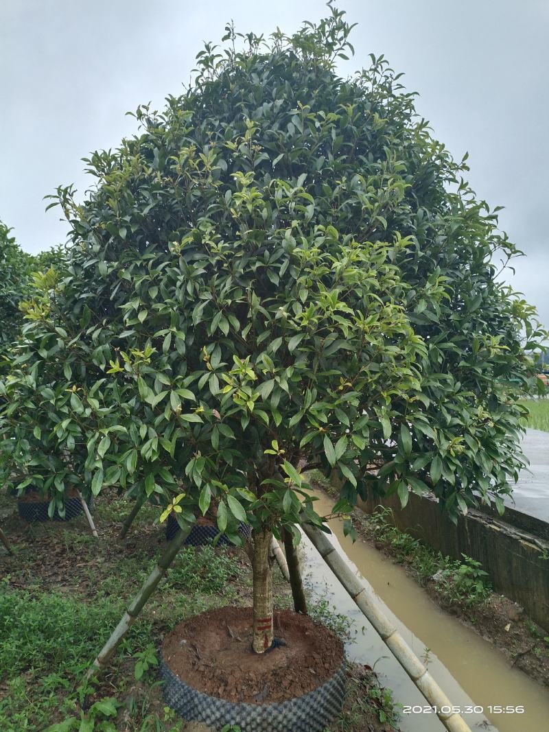 容器桂花，断根桂花，四季桂容器苗，断根苗