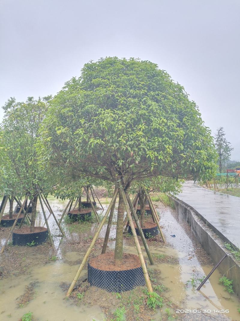 容器桂花，断根桂花，四季桂容器苗，断根苗