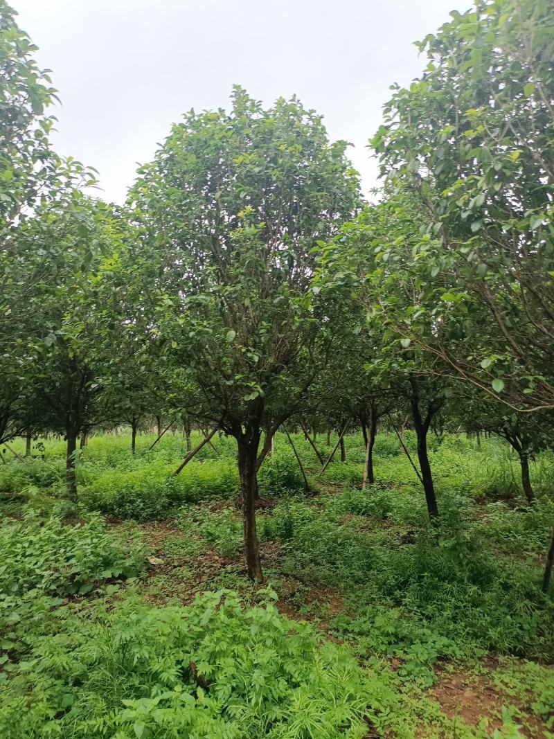 容器桂花，断根桂花，四季桂容器苗，断根苗
