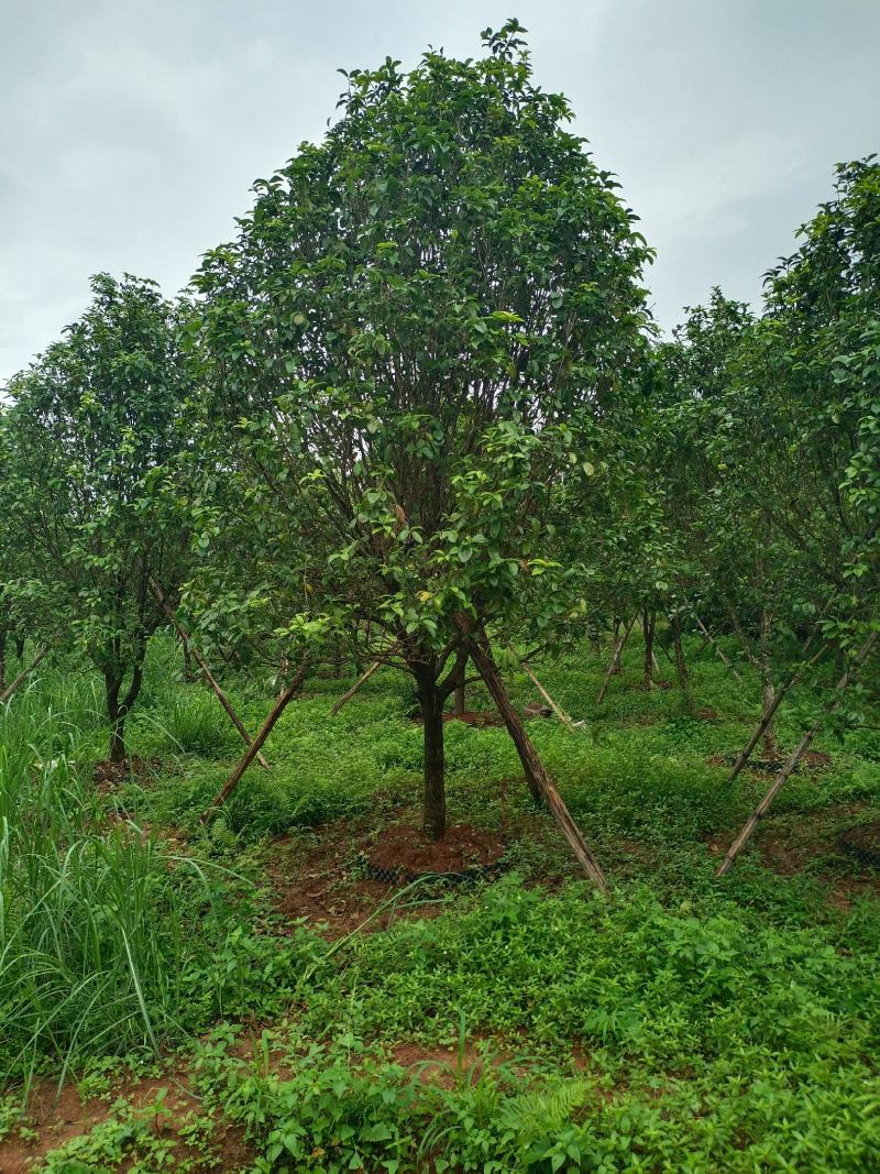 容器桂花，断根桂花，四季桂容器苗，断根苗