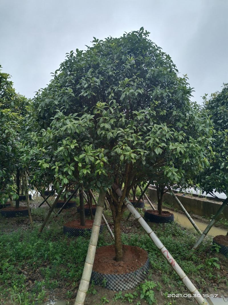 容器桂花，断根桂花，四季桂容器苗，断根苗