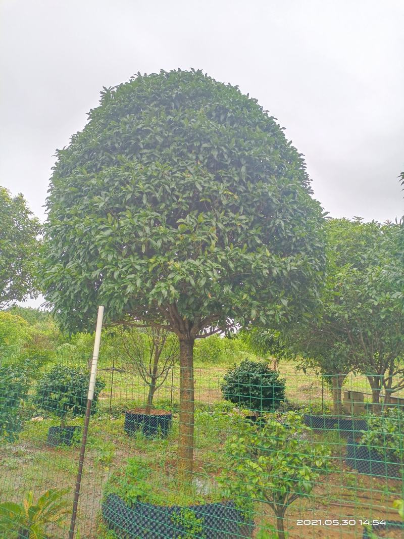 容器桂花，断根桂花，四季桂容器苗，断根苗