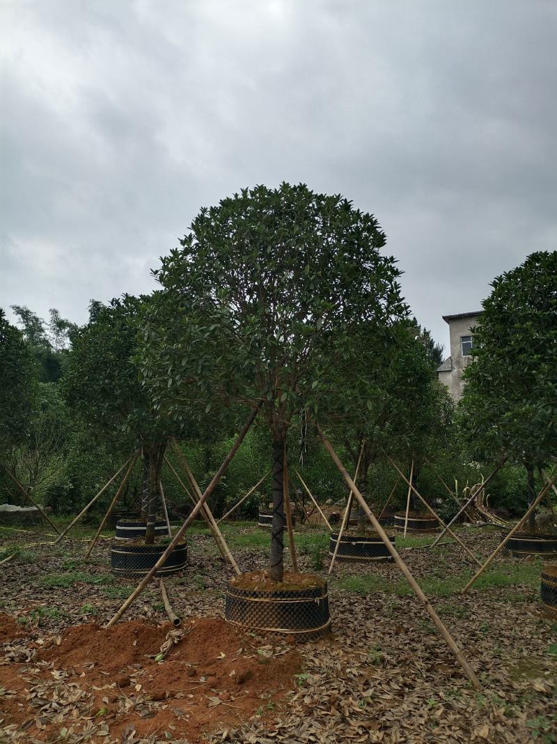 容器桂花，断根桂花，四季桂容器苗，断根苗