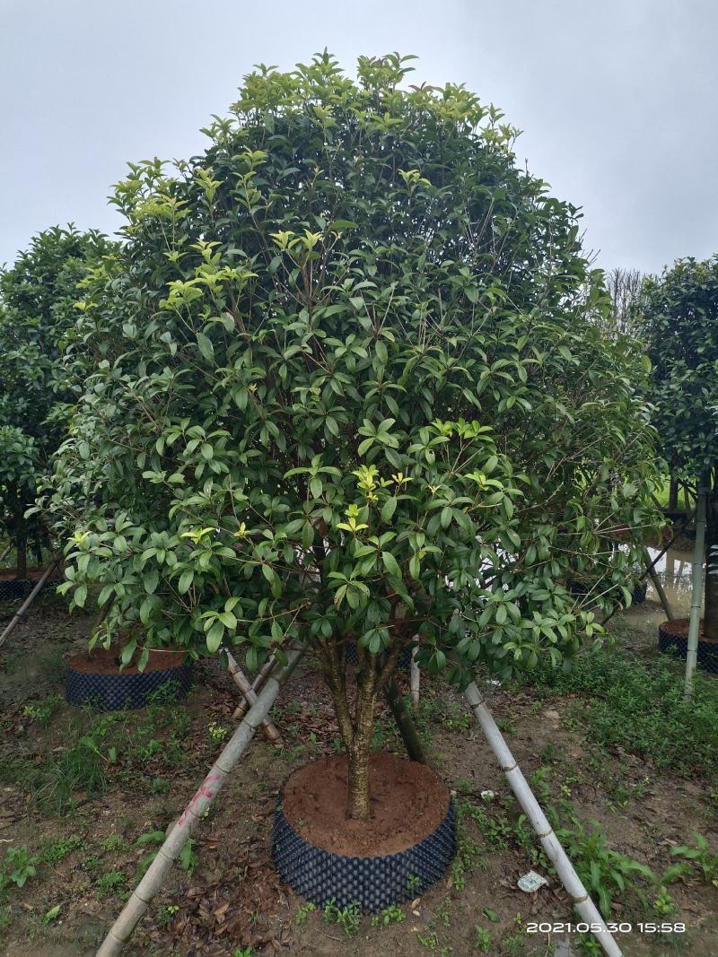 容器桂花，断根桂花，四季桂容器苗，断根苗