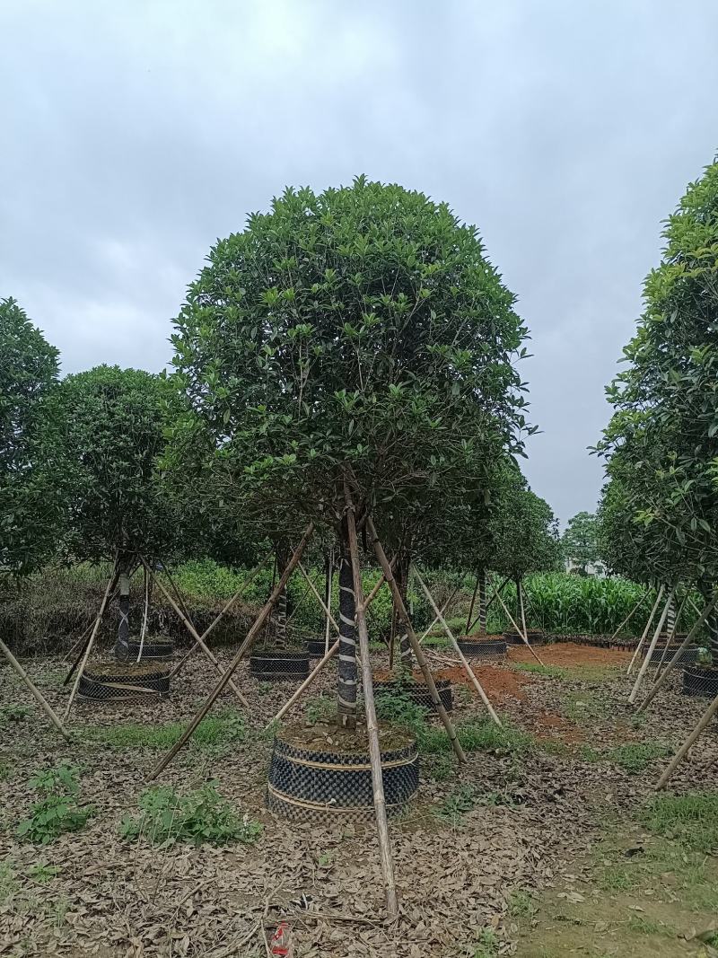 容器桂花，断根桂花，四季桂容器苗，断根苗