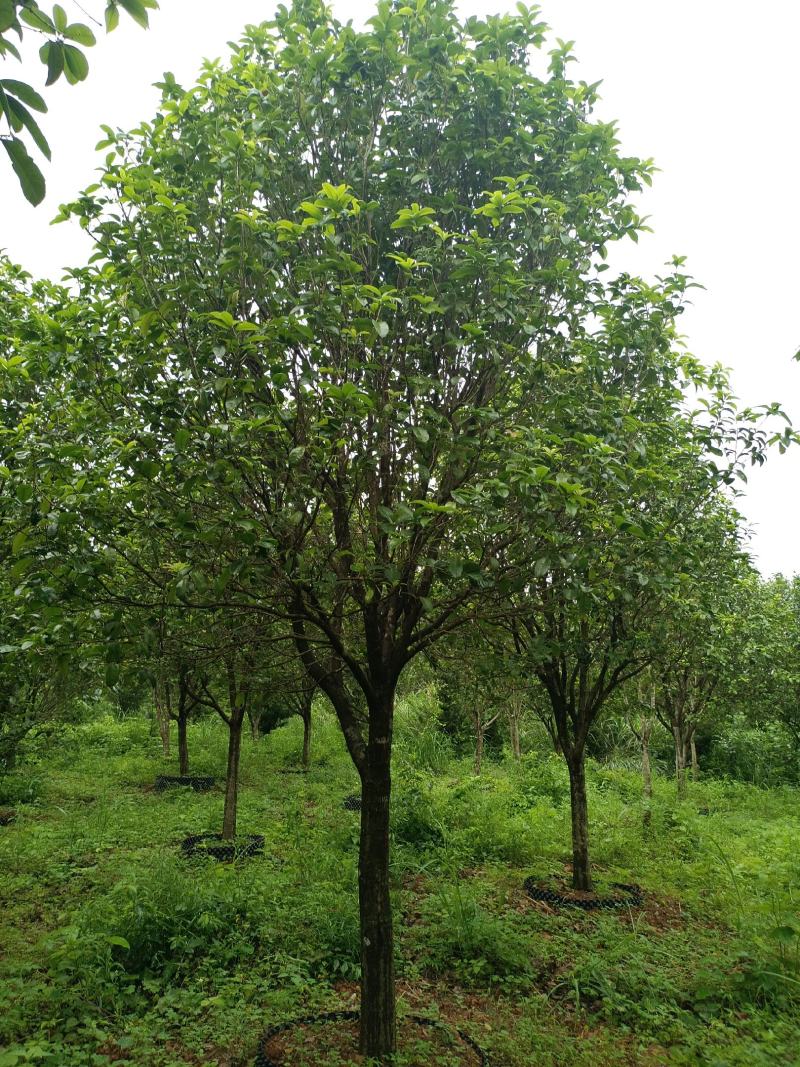 容器桂花，断根桂花，四季桂容器苗，断根苗