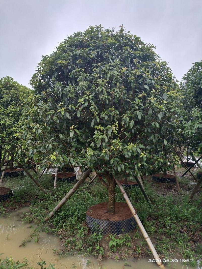 容器桂花，断根桂花，四季桂容器苗，断根苗