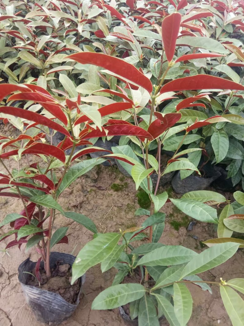 粉黛乱子草各种观赏草生产基地，量大从优，欢迎各位客户咨询