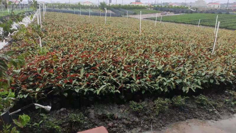 粉黛乱子草各种观赏草生产基地，量大从优，欢迎各位客户咨询