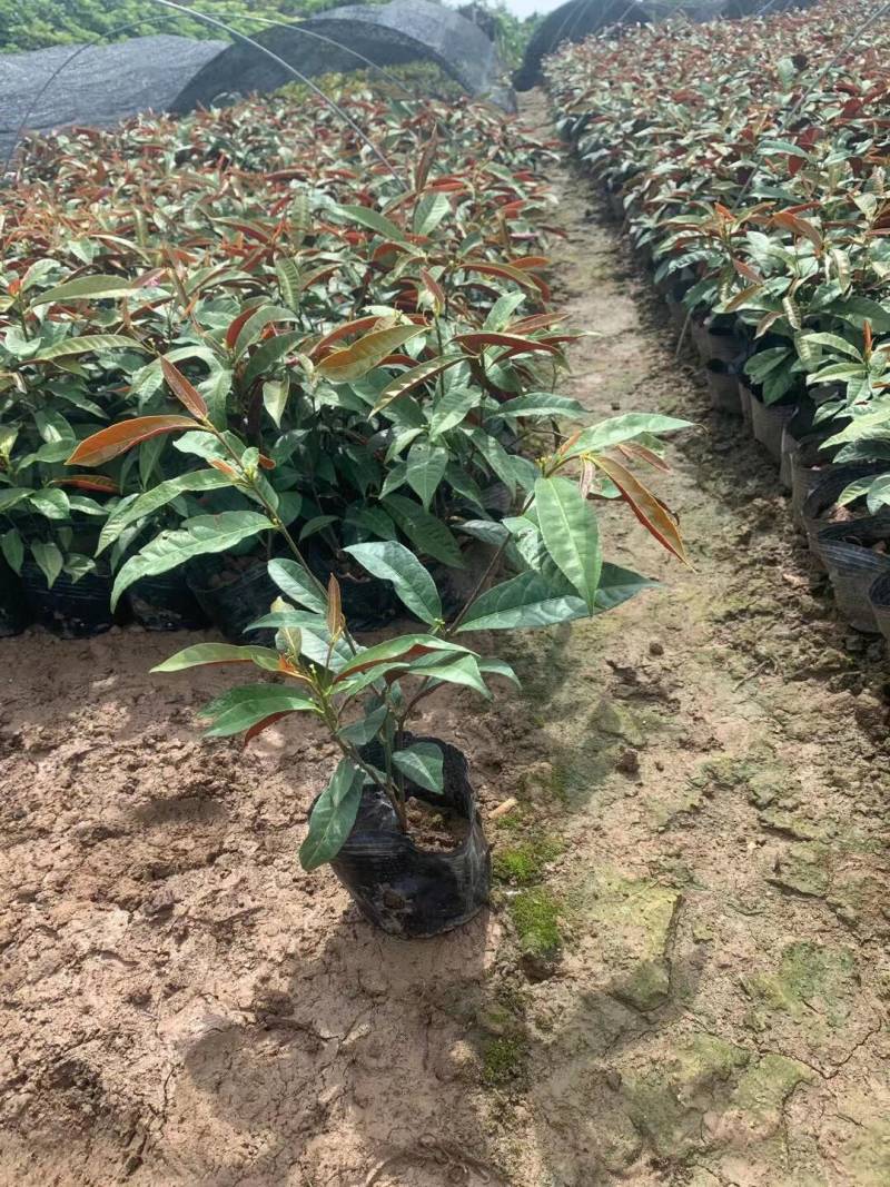 粉黛乱子草各种观赏草生产基地，量大从优，欢迎各位客户咨询