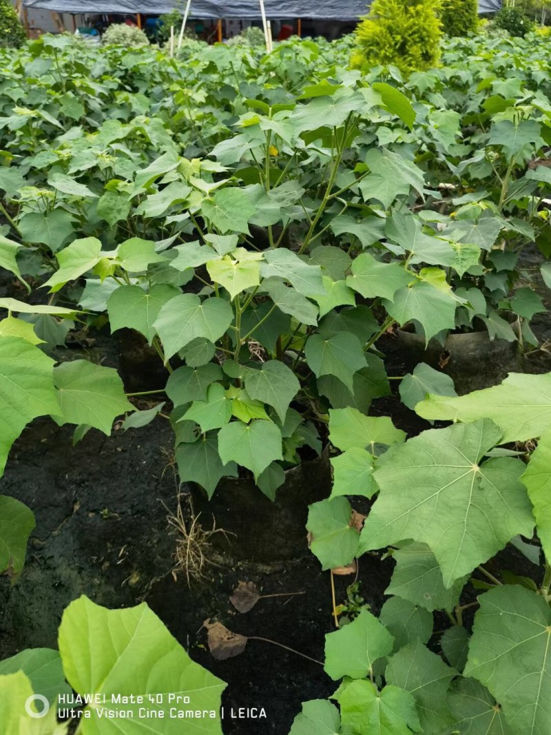 炮仗花各种藤本类苗木大量供应，基地大量现货