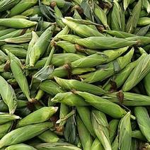 河北邯郸联邦蔬菜批发市场，本地大量供应应季蔬菜，叶菜类！