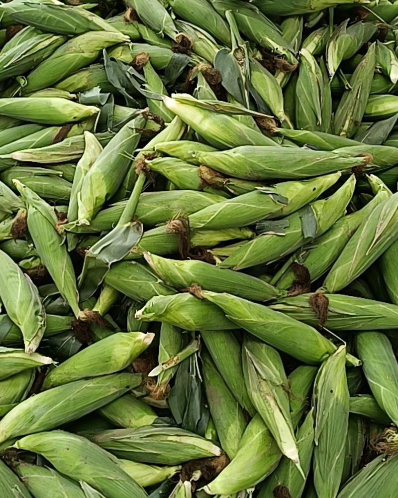 河北邯郸联邦蔬菜批发市场，本地大量供应应季蔬菜，叶菜类！