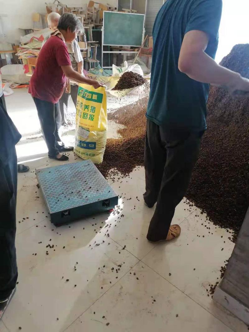 桑葚干黑白桑葚干药用通货桑椹子桑果干泡