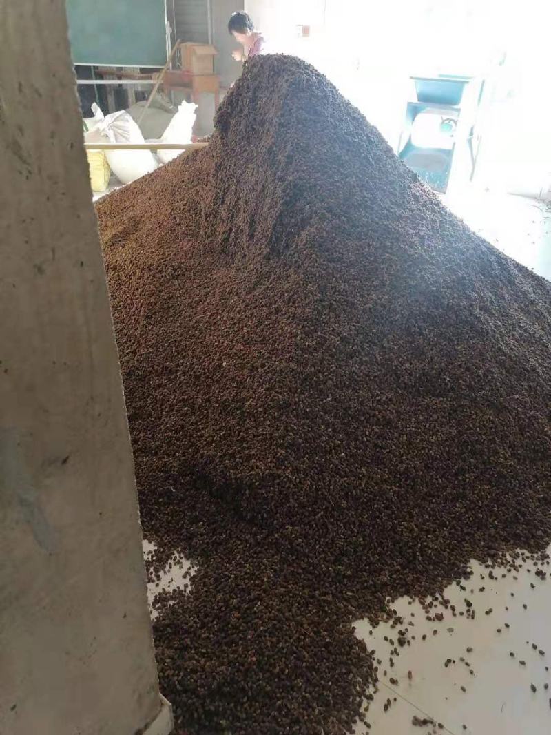 桑葚干黑白桑葚干药用通货桑椹子桑果干泡