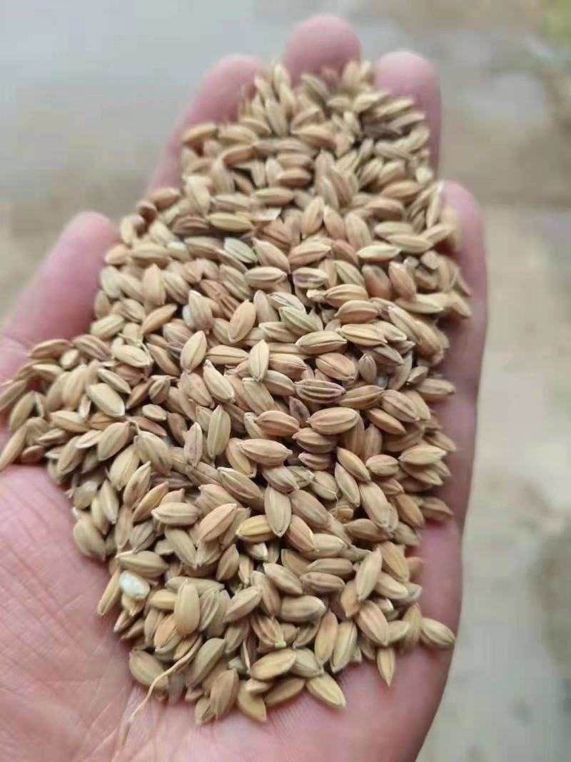 25年粳稻嘉花，优粳，出米70-71，口感**，米饭香甜