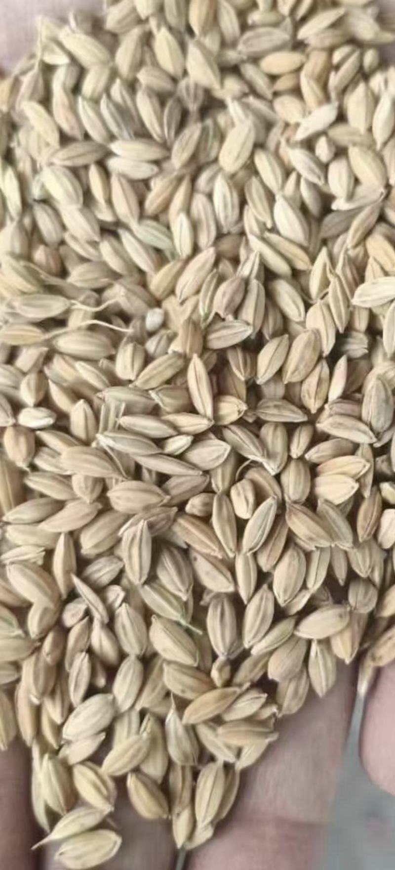 25年粳稻嘉花，优粳，出米70-71，口感**，米饭香甜