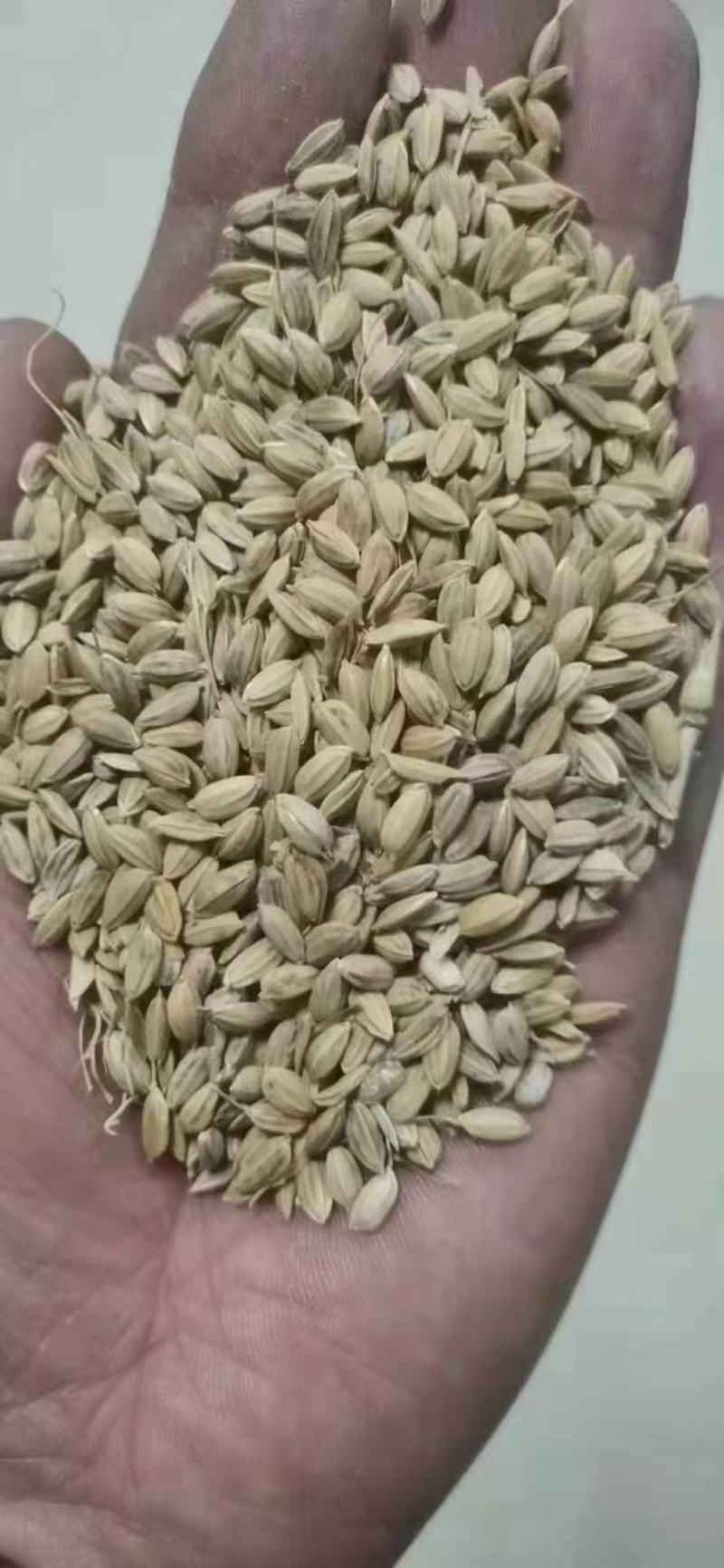 25年粳稻嘉花，优粳，出米70-71，口感**，米饭香甜
