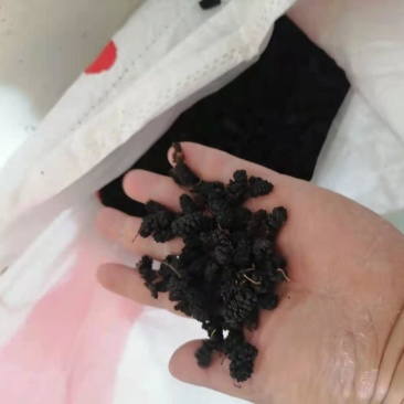 桑椹干黑桑椹药用通货桑椹干桑果干泡
