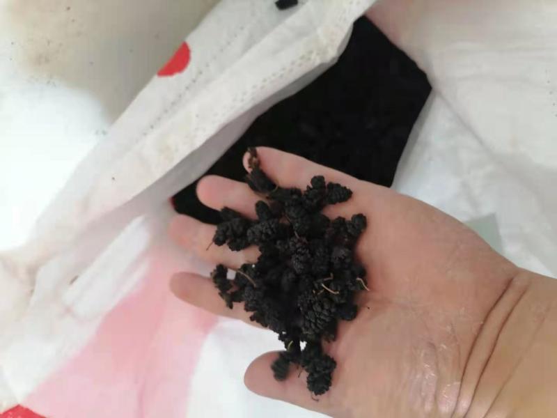 桑椹干黑桑椹药用通货桑椹干桑果干泡
