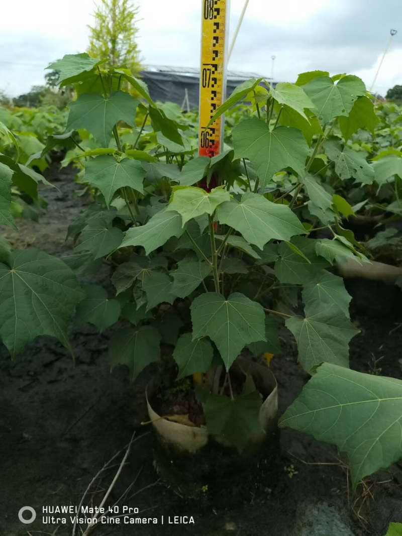 鹅掌柴鸭脚木7斤袋大量各种地被小苗生产基地大量现货