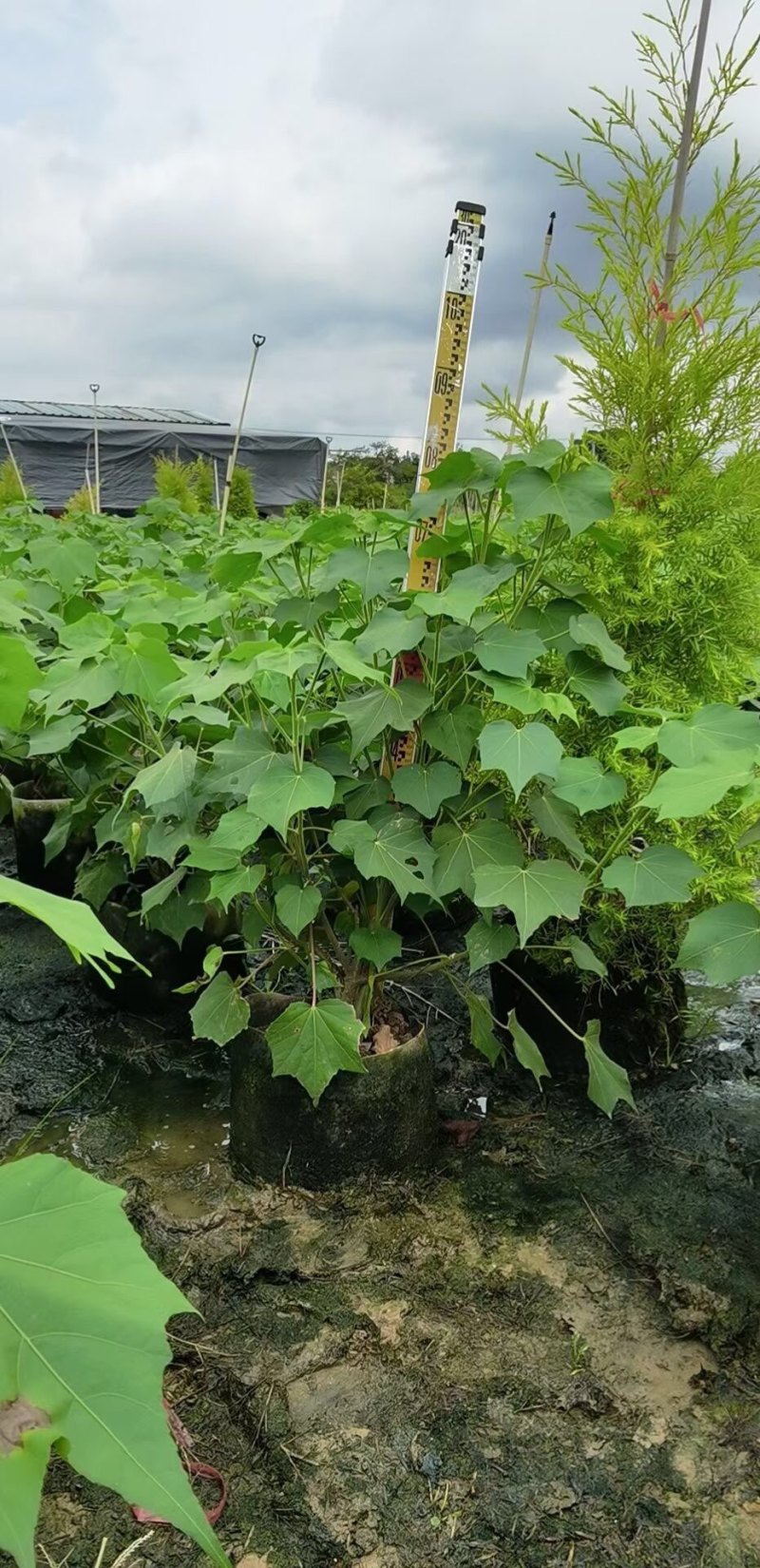 鹅掌柴鸭脚木7斤袋大量各种地被小苗生产基地大量现货