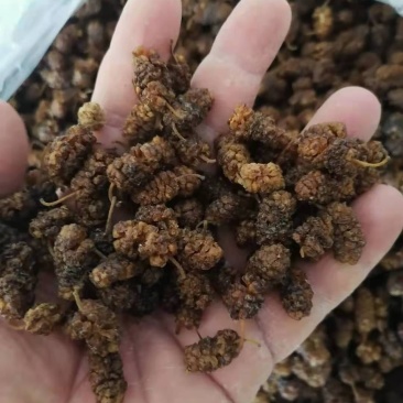桑椹干白桑椹药用通货桑椹干桑果干泡