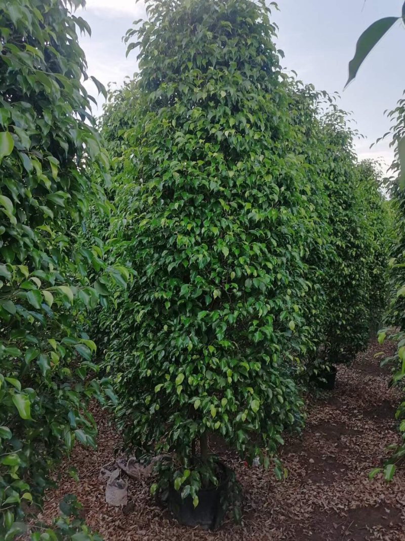 垂榕垂叶榕垂榕柱1.2米-3米基地大量现货，欢迎客户咨询