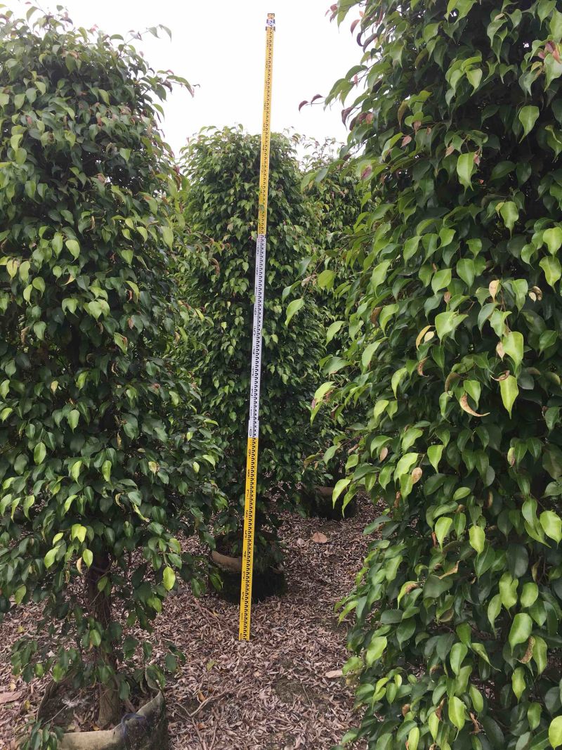 垂榕垂叶榕垂榕柱1.2米-3米基地大量现货，欢迎客户咨询